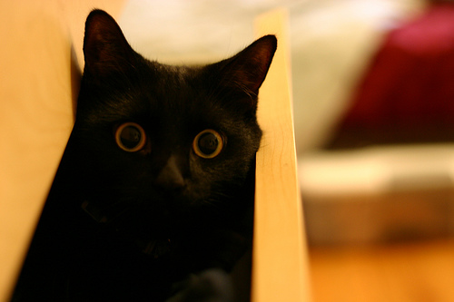 [Bild: cat_in_the_drawerv8zl.jpg]