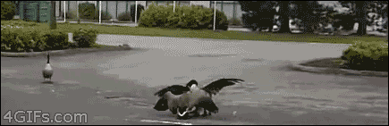 fowl-play-geese-fight7zsg5.gif