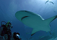 Der mit dem Weissen Hai schwimmt GeRMAN DoKU Ws dtV XviD-TELEViSiON