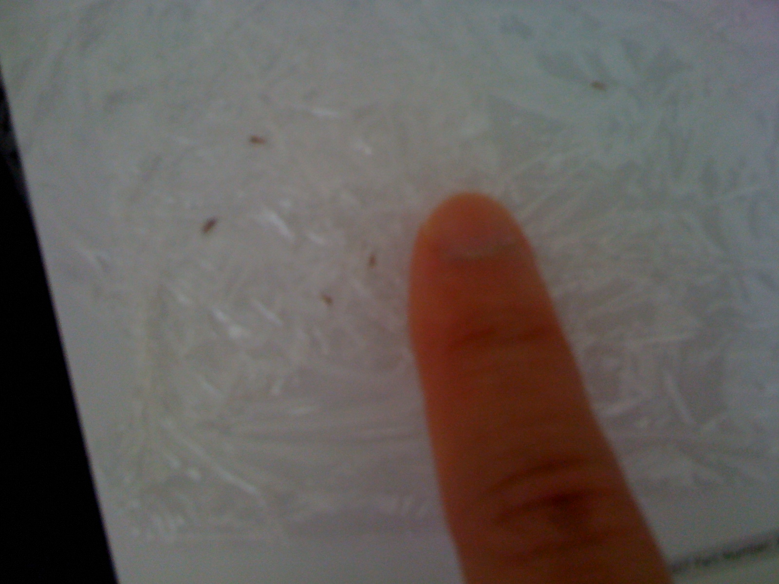 Mild Bed Bug Bites The bugs compared to my finger