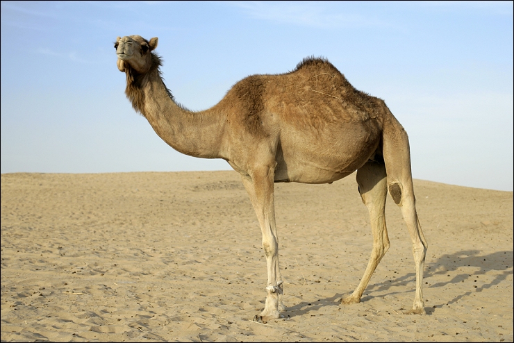 kamel-abu-dhabi108zf.jpg