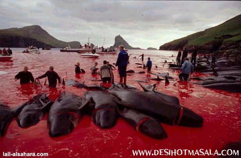 Mass Killing of Dolphins to Prove Adulthood / Gruesome Pictures