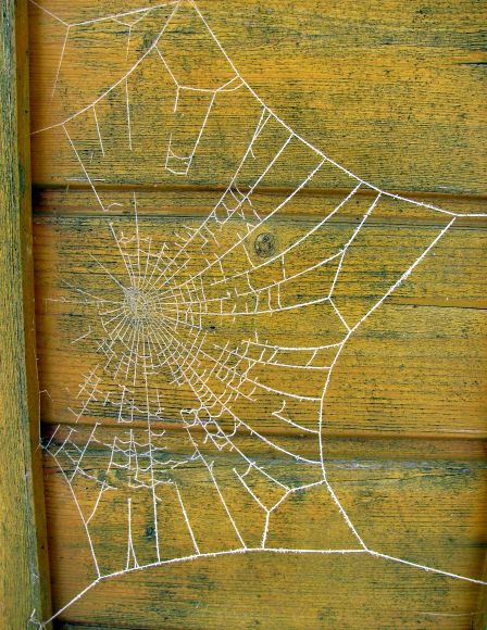 Kennenlernen spinnennetz